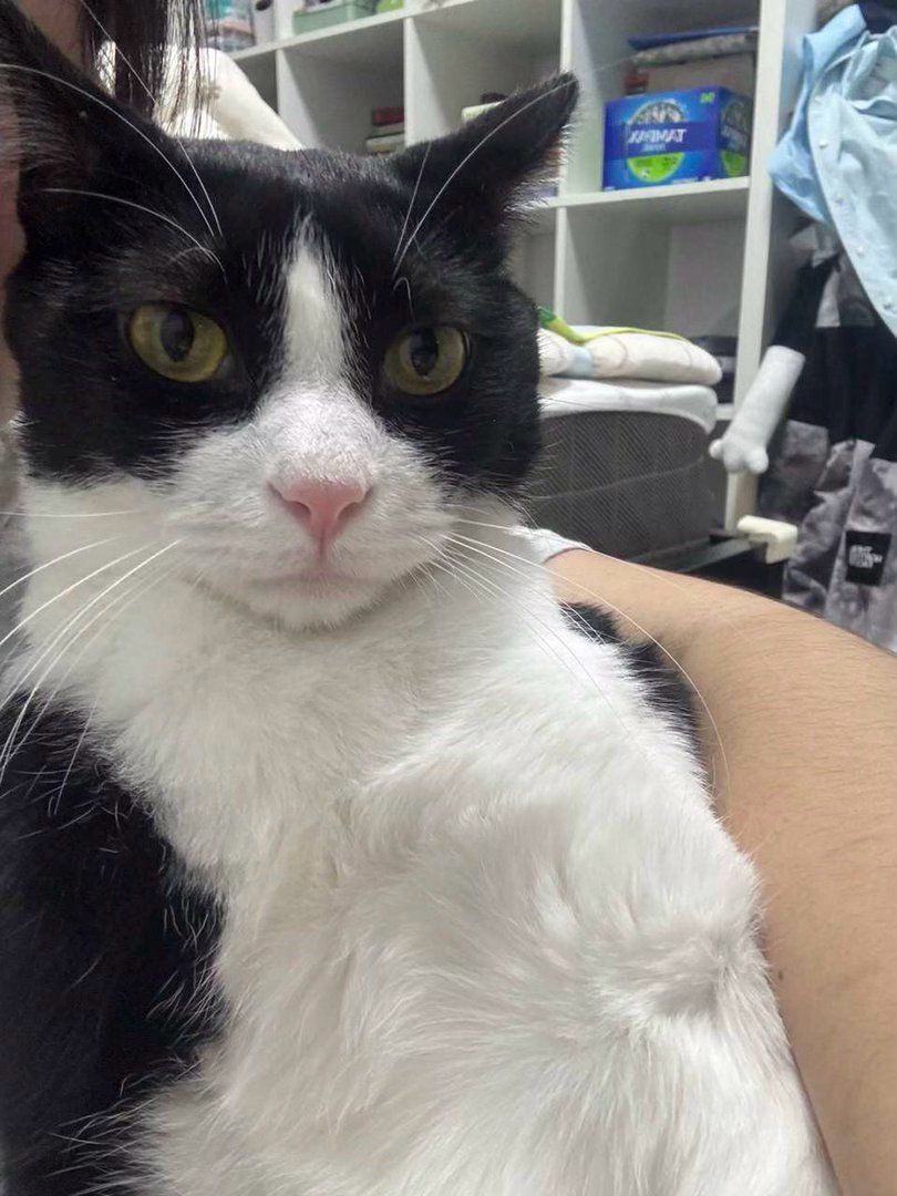 我不是一根猫条就能哄好的那种猫daily奶牛猫（投稿：）