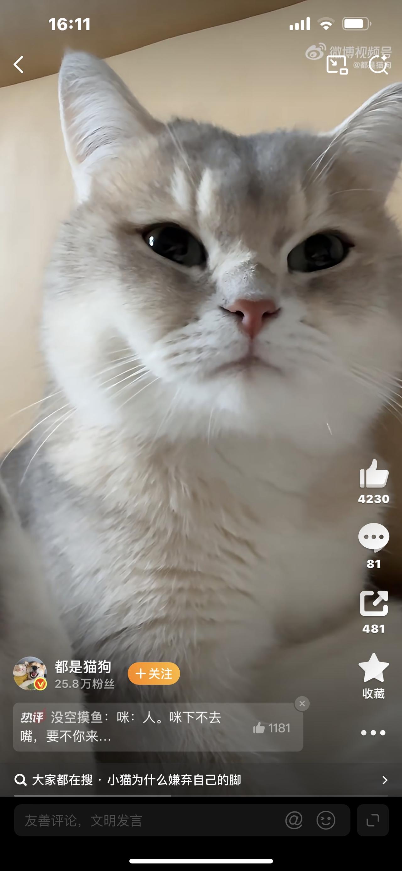 笑不活了小猫嫌弃自己脚臭当场石化这表情太真实全网爆梗！一只猫咪嫌弃自己脚