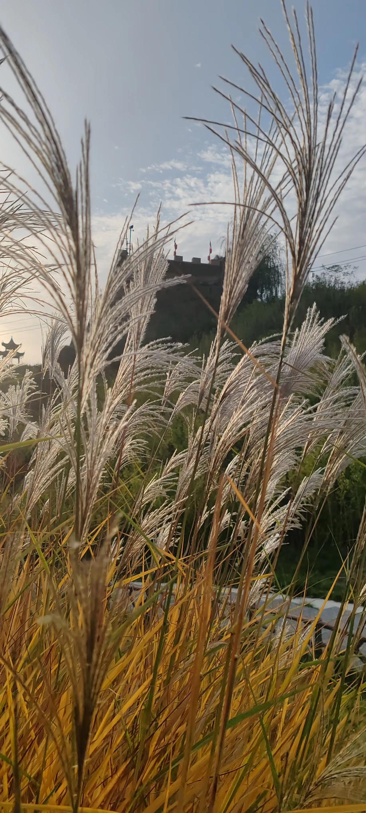 今天听到一句话，一个过早懂事的孩子，就有一个不成熟的父母。你怎么看？我