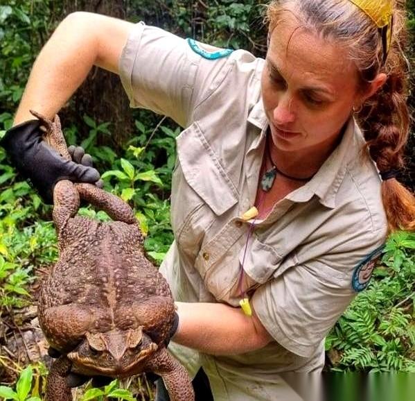 你敢信吗，澳大利亚的狗，还得专门去“戒蛤蟆瘾”。就因为一种浑身剧毒的蟾蜍，狗子