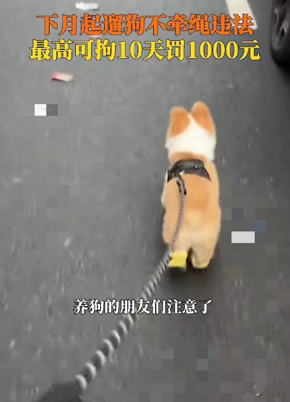 重磅！养狗的注意了！2026年1月1日起，新修订的《中华人民共和国治安管