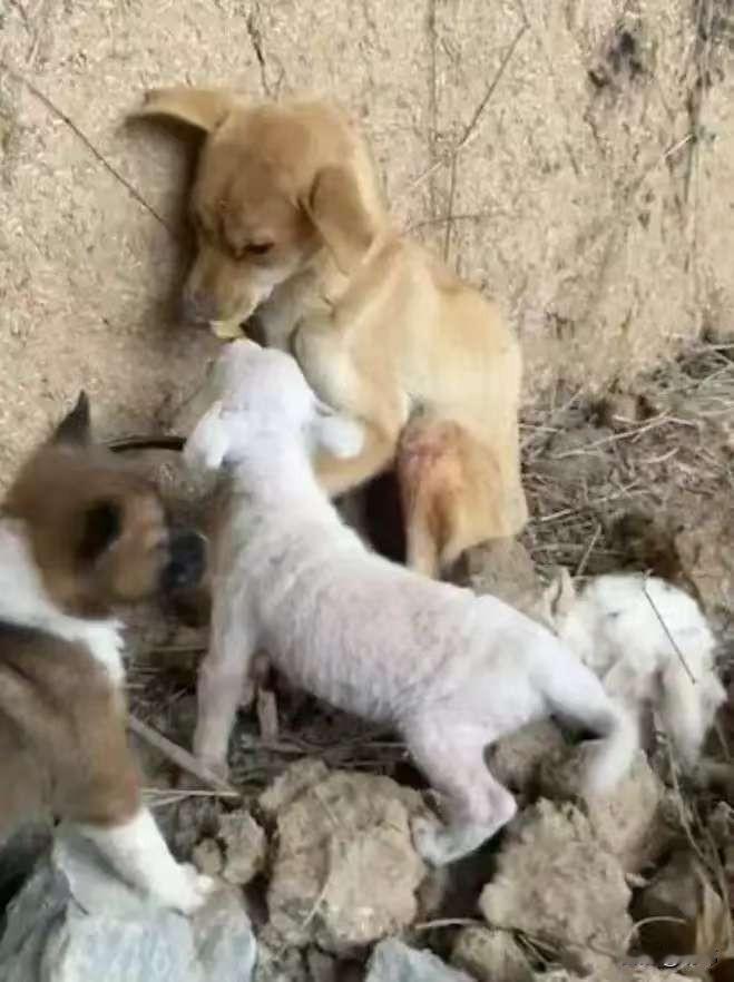 泪目了！这天一位小哥哥去朋友家玩，结果走到一条小路上的时候，看到了无比凄惨的一幕