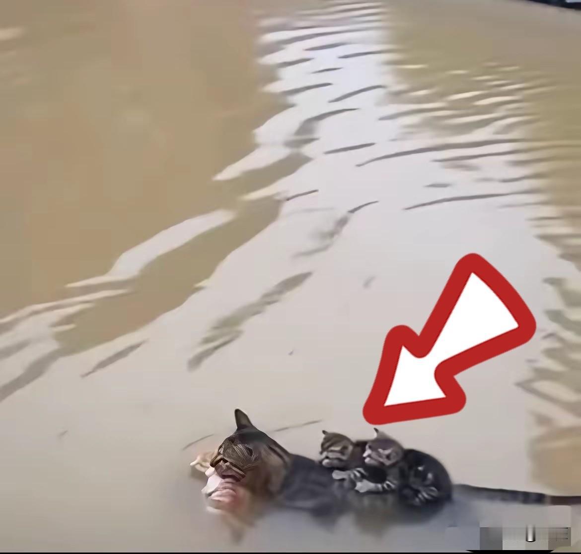 最近洪水里的一张照片，看一次心揪一次。浑浊的洪水漫过街道，乱七八糟的东西被冲