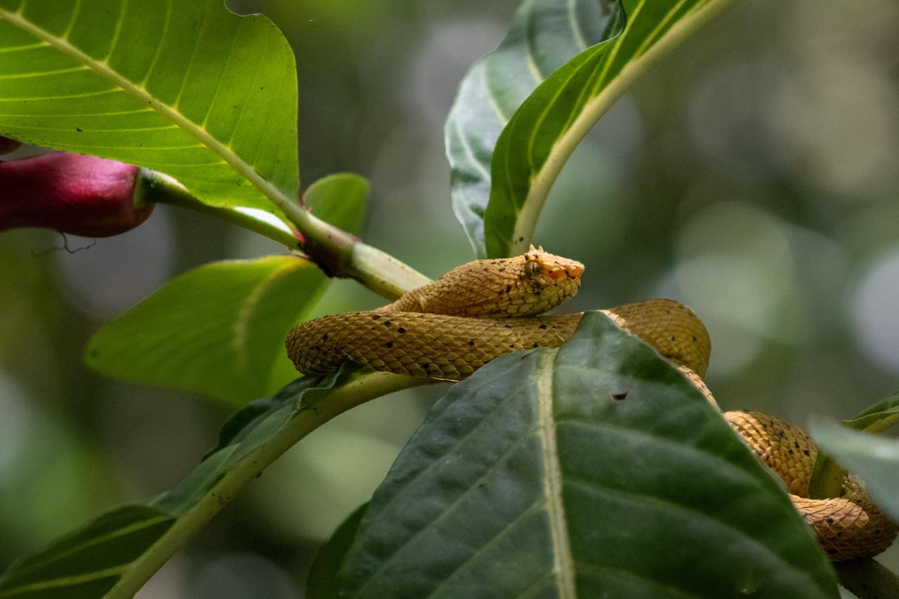这是黄色的睫毛蝮蛇，一种毒蛇，主要分布在中美洲和南美洲的热带雨林。它眼睛上方有像