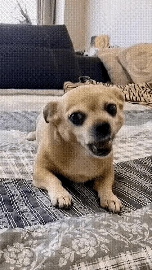 人家狗子只是不会说话而已，又不是真的傻，对吧。