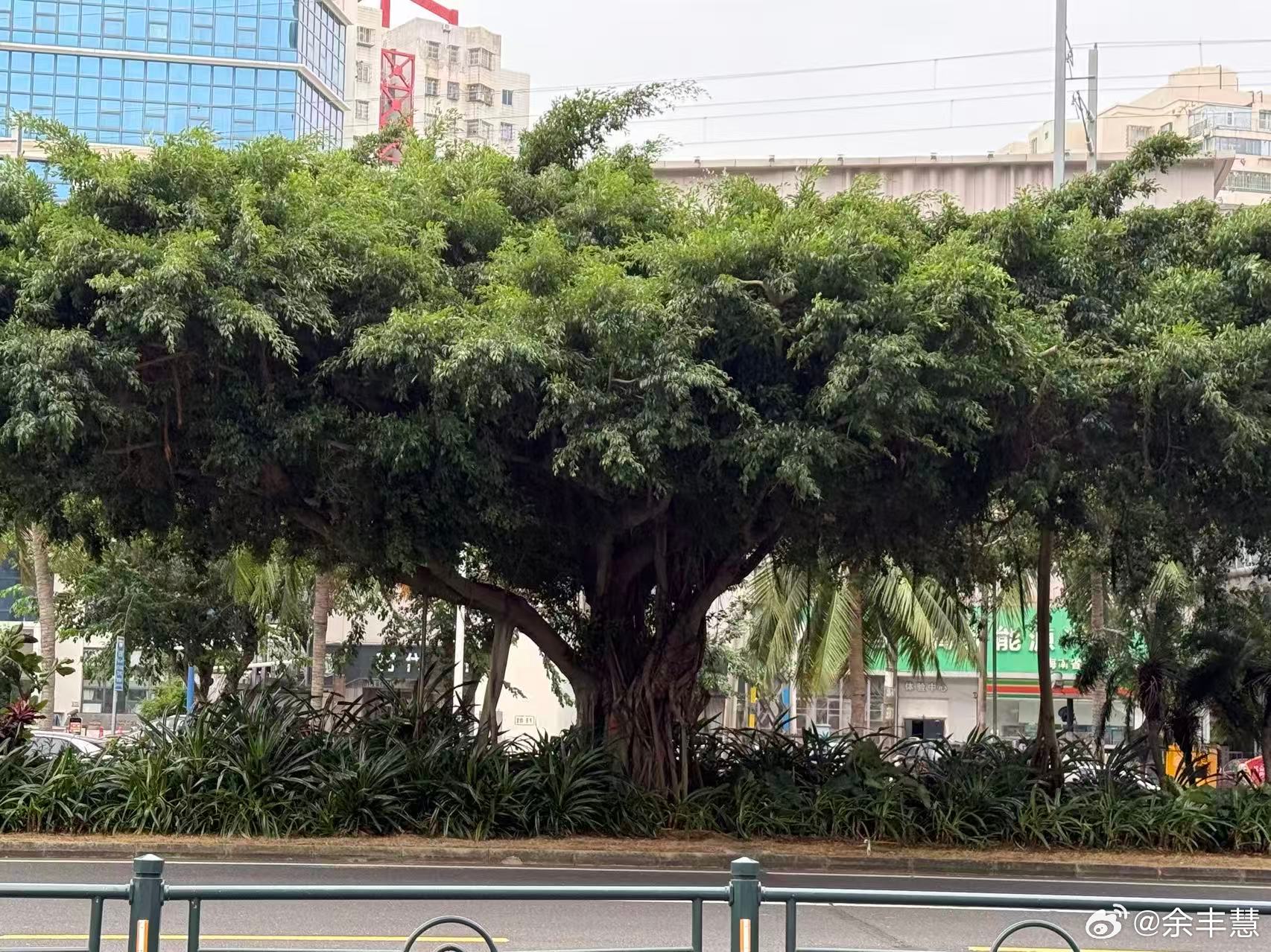 海口今日阴天，大风携着降温显得格外清冷。尽管如此，红城湖公园的美景依旧迷人，湖面