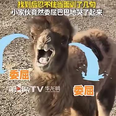 内蒙古一只刚出生4天的小骆驼，因为受到同伴排挤离家出走，主人找了一天走了10公里
