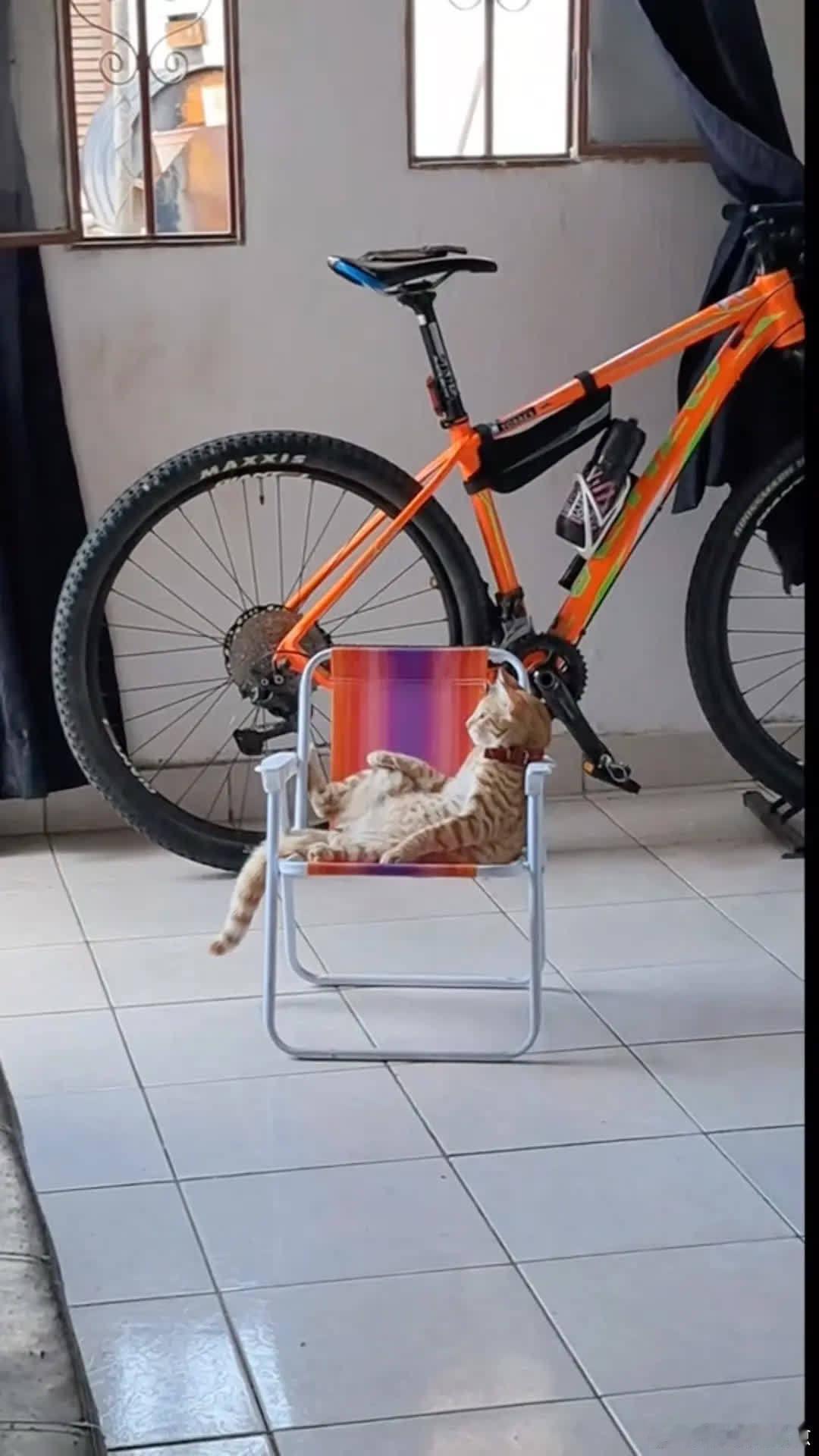 学得有模有样的萌宠宠物