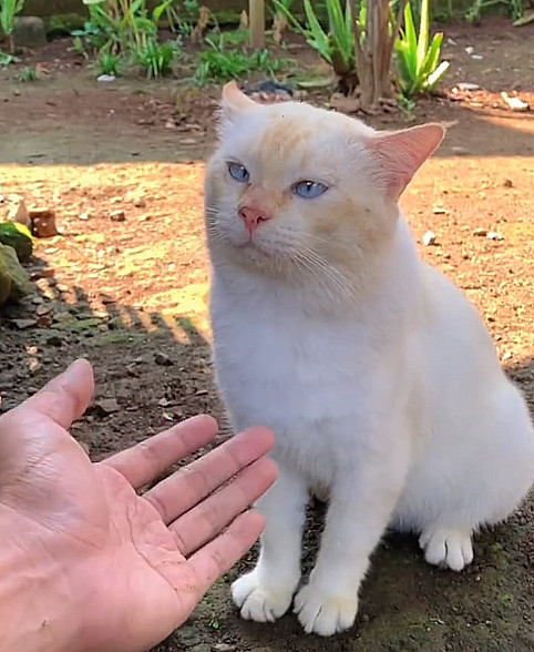 邻居家的“小野猫”，防我跟防贼一样的[捂脸哭]一天要跟它掰扯800回。就是掰扯不过