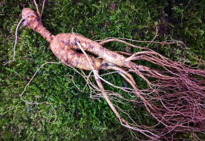 40多年前，东北长白山惊现一株重超7两，价值200万的老山参，但就在开挖时，突然