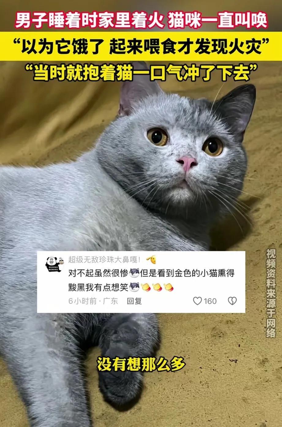 男子睡觉时，猫咪一直站在枕头边叫，他以为猫咪饿了，迷迷糊糊起来给猫咪倒猫粮，这时