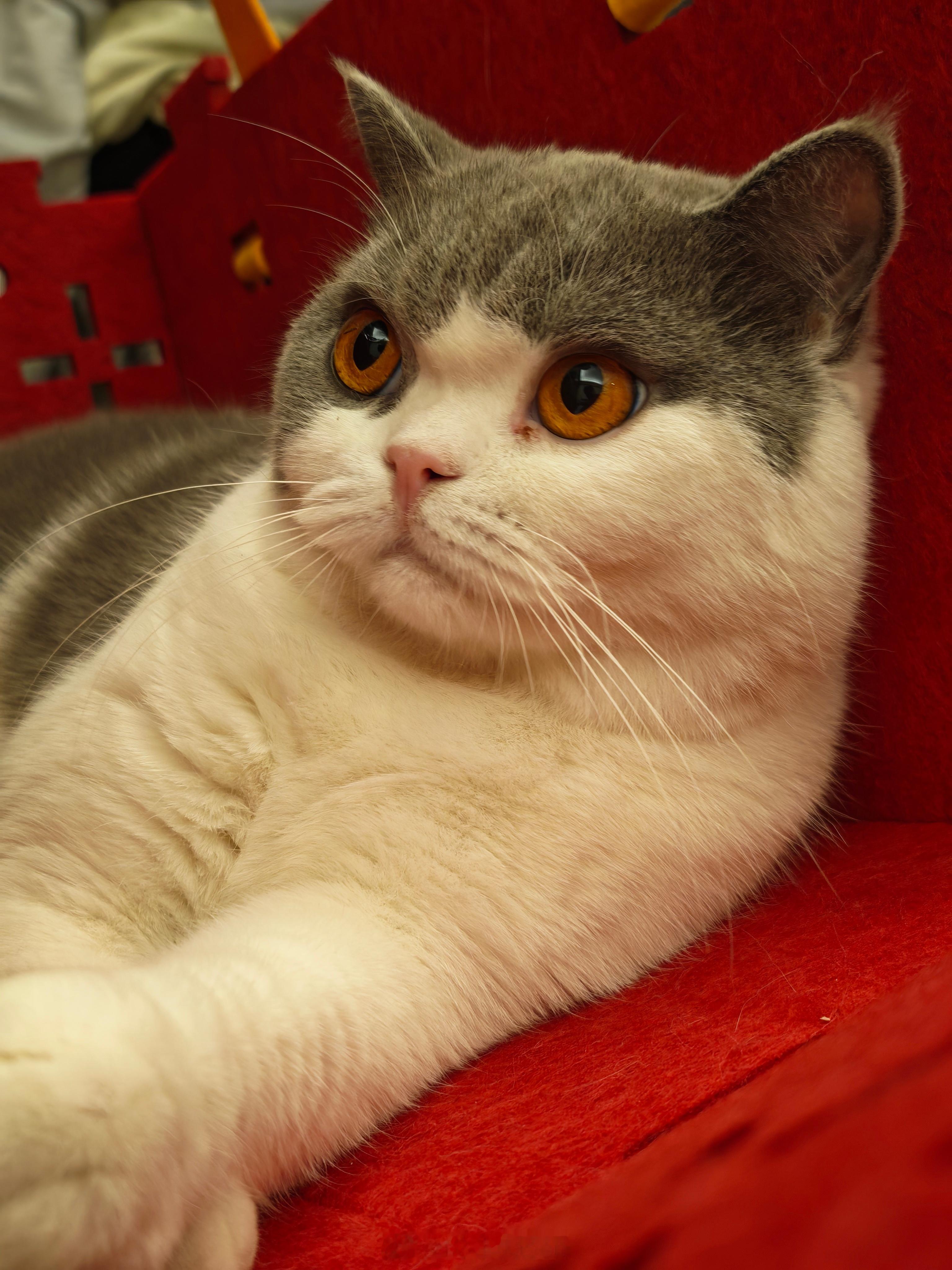 Good很喜欢今年极米送来的新年礼盒，材质看起来很讨猫猫的喜欢捏。