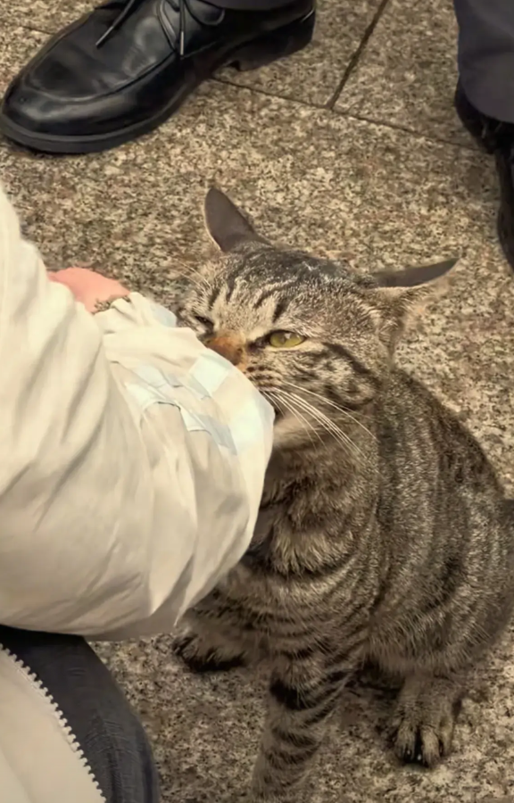 太遗憾啦！女子去龙华寺上香的时候，突然被一只狸花猫咬住了衣服袖口，不管怎么样，猫