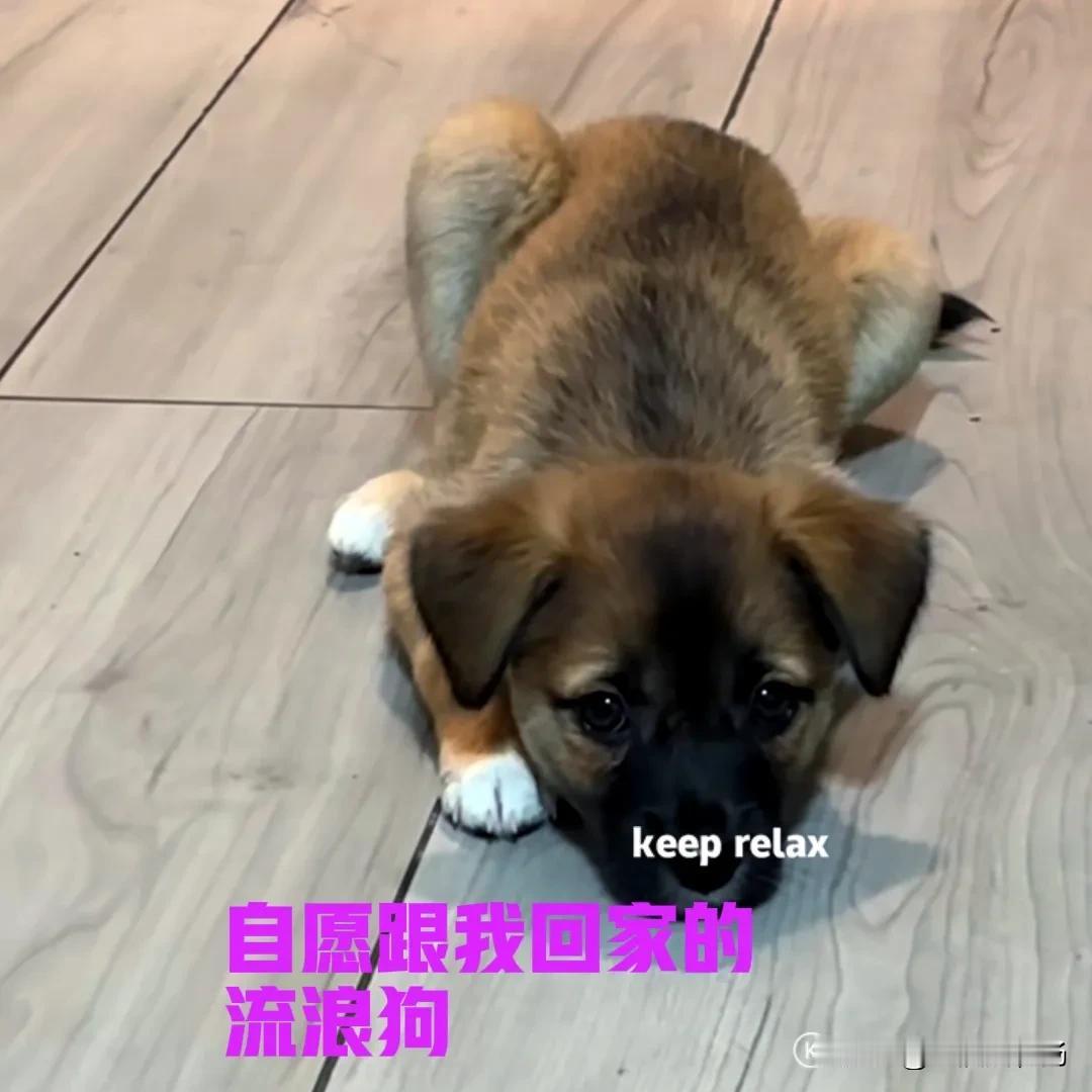早上下楼倒垃圾，在垃圾桶边发现一只小狗。据扫地的阿姨讲，这是一只无家可归的小狗，