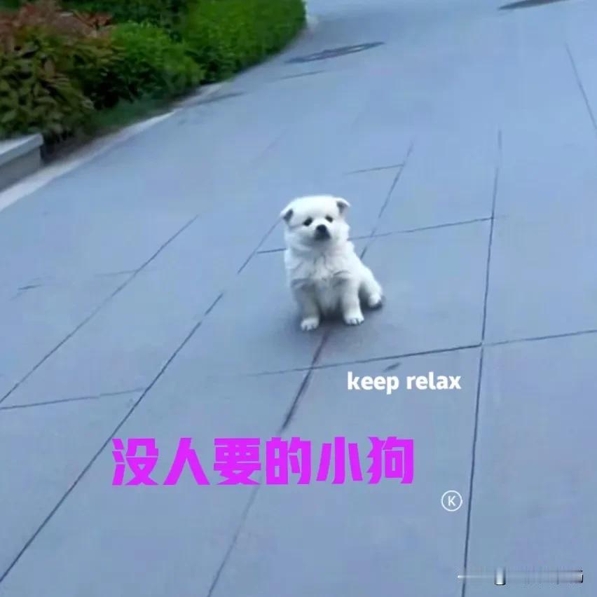 今天早上在公园里晨跑的时候，无意发现一只白色的小狗。此时的公园里没有其他什么人，