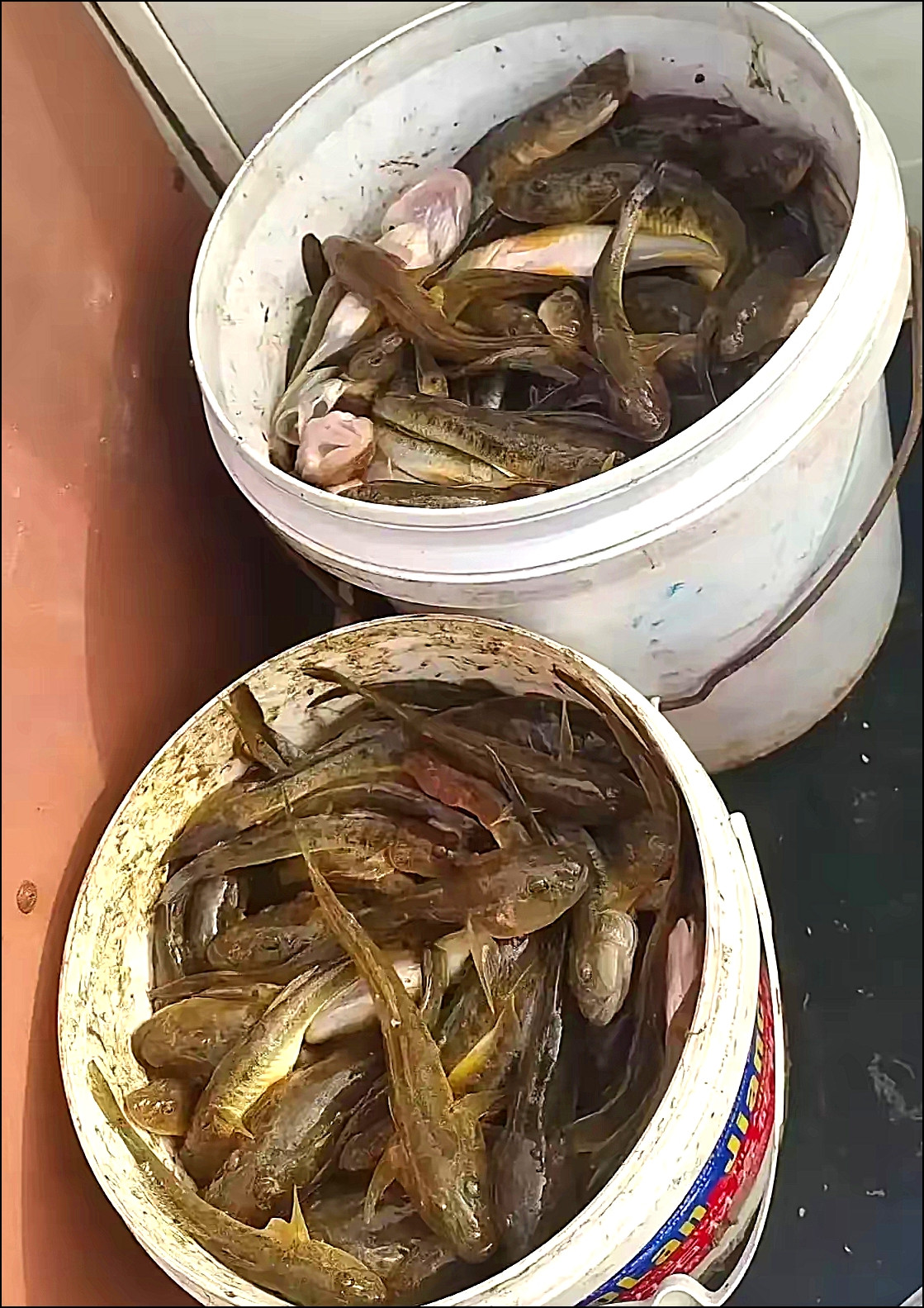 这鱼可贵，老好吃了，大概要十两1斤