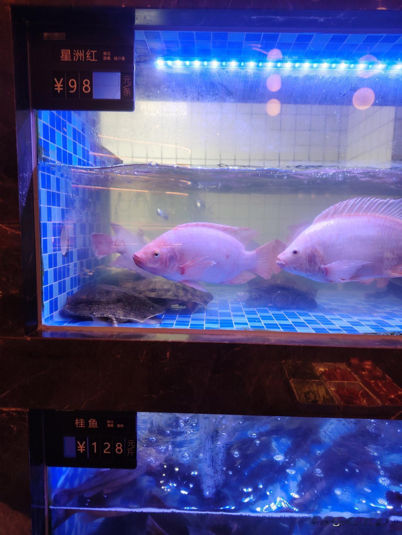 罗非鱼换洋气名字，在北方竟然卖到98元，感觉有点不可思议有亲戚去湖南工作买了