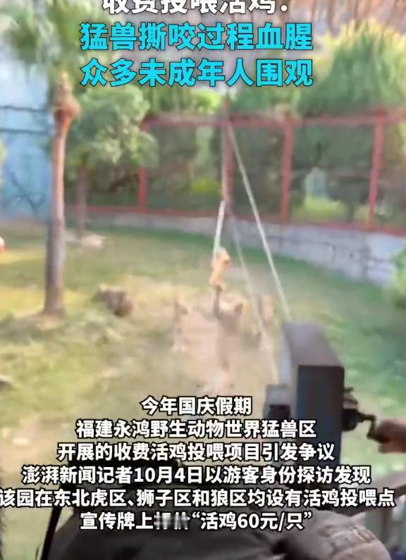 “吵翻了！”福建福清一野生动物世界猛兽区，游客花60元买一只活鸡，工作人员把鸡拴