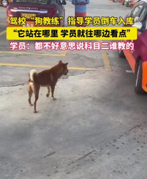 广州驾校“狗教练”爆红！学员：出去都不好意思说科目二是谁教的“往左打！再往左