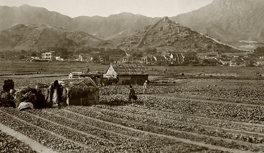  约1920年九龙寨城外的农田，后方可见一直伸延至白鹤山的寨城外墙。