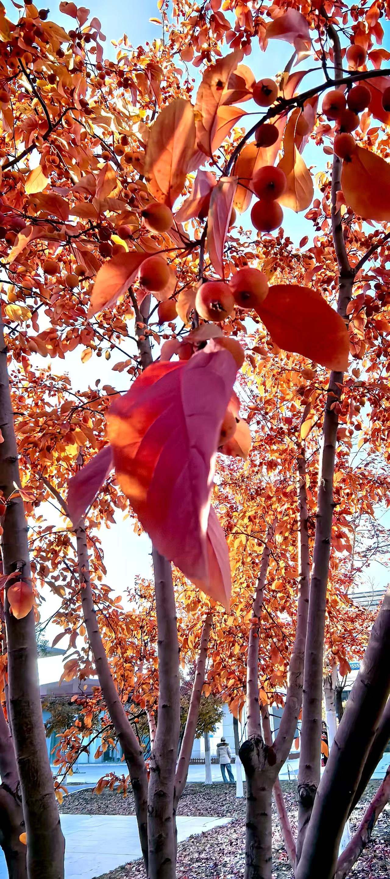 漫步银杏林，金叶如扇摇曳，阳光镀上金边，闪烁如星光，落叶时似金色蝴蝶舞动，铺就诗