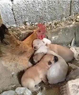 家里的狗妈妈意外去世了，留下了好几只小奶狗，主人一时不知道怎么办才好[哭哭]。没