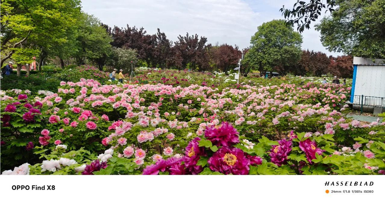 今天刚看过洛阳牡丹，确实好！