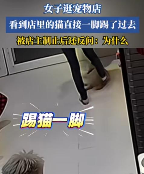 刷新三观，每一句话都让人意外！女子逛宠物店，无缘无故踢猫一下，店主制止之后