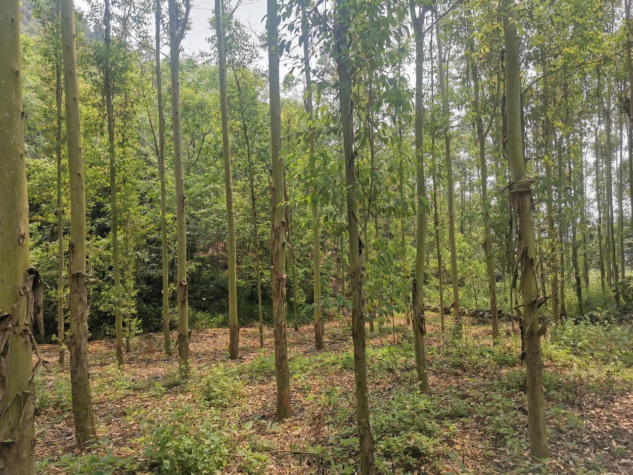 武汉大暴雨破纪录！多地四预警齐发！中老年出行安全必看！紧急提醒！武汉遭遇历史