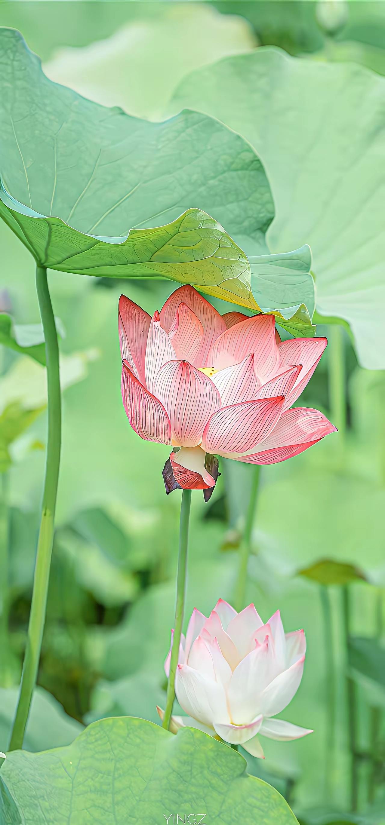 荷花壁纸～晴蓝旷野下荷苞簇立待放，素净底色旁粉荷轻垂舒展，碧叶田田间清荷静静盛开