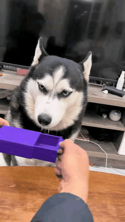 男子闲着没事，给家里二哈表演魔术。他拿出一个空盒子给二哈看，里面啥也没有，二哈