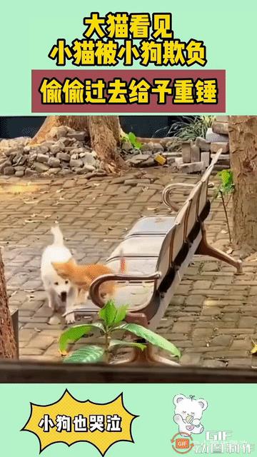 小橘猫独自在长椅上玩得正欢，大它两个月的小白狗窜了过来。它立起来，用前爪粗鲁地抱