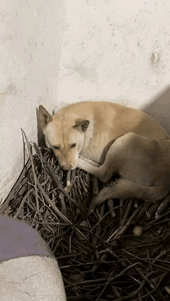 万物皆有灵！重庆，一女子的亲戚骤然离世，她去亲戚家收养他留下的狗狗，谁知，当她来