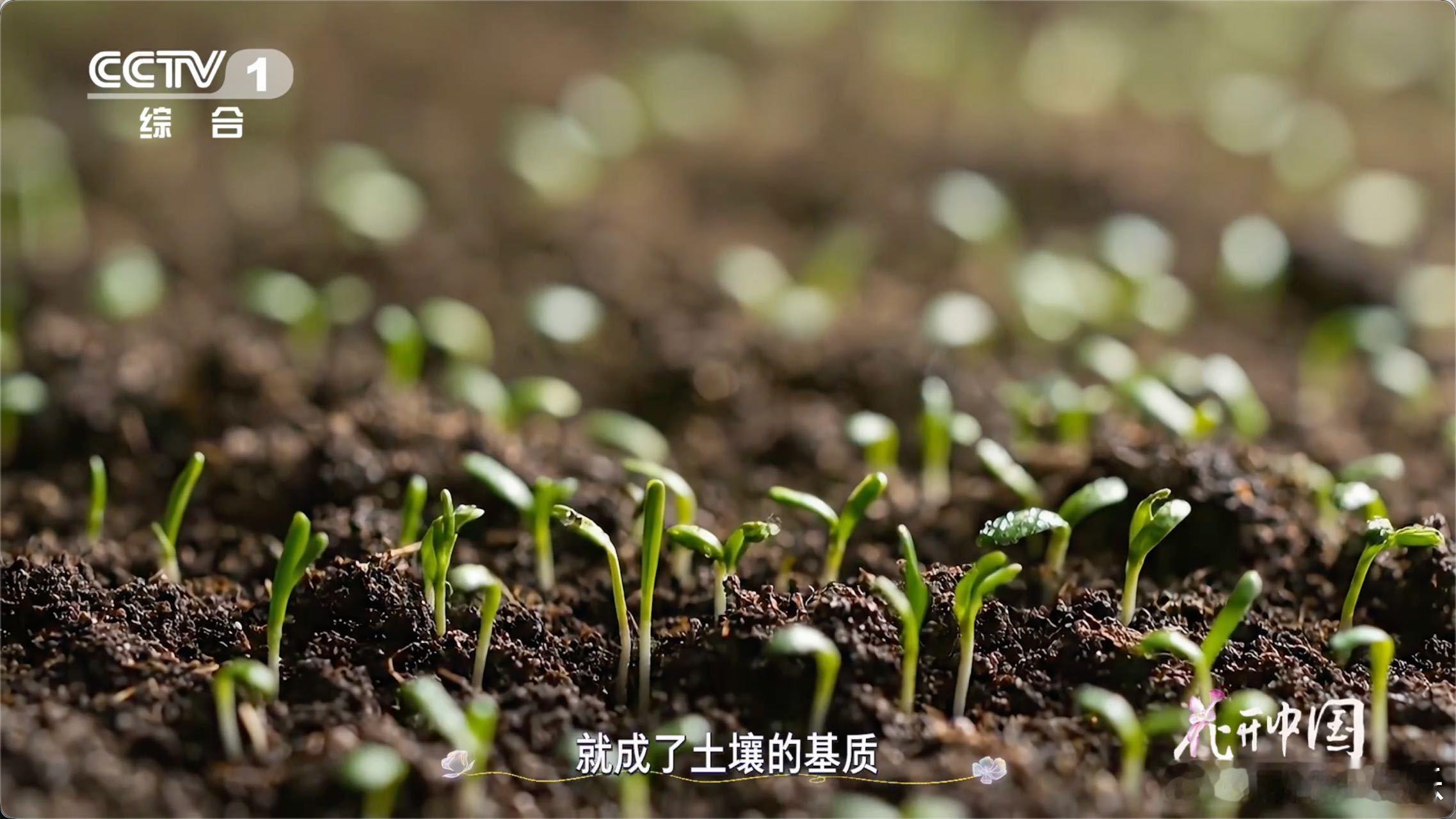 脚下的泥土竟是亿万年的“工程”，早期植物分解岩石、积攒有机质，才让地球从无土变成