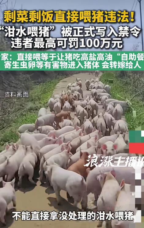 吃了几千年猪，现在居然有人管猪吃啥，剩饭剩菜直接喂猪都犯法了，这事儿真让人有点懵