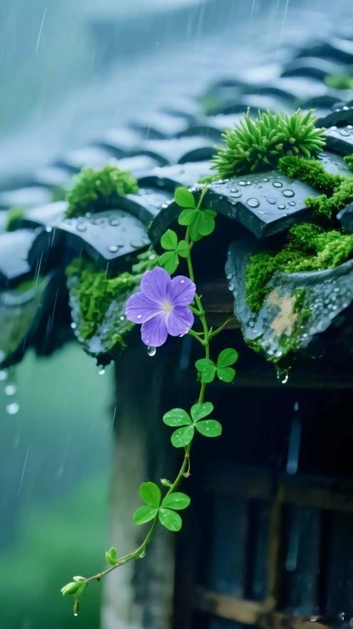 雨落青檐，尚有芒鞋失旧径；花垂黛瓦，应无贝叶覆新阶。雨落古檐青檐听雨梧桐