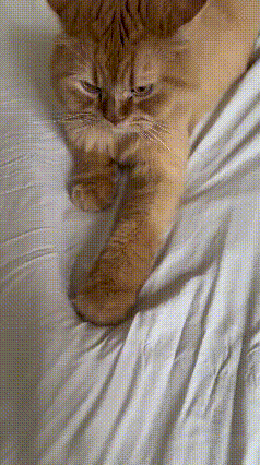都说猫咪聪明又傲娇，可这只橘猫的操作，直接可爱到离谱！家里的床单好好铺在床
