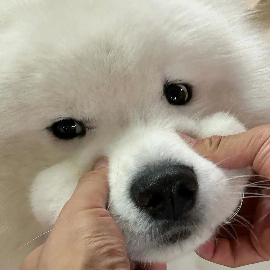 萨摩耶：请问捏我的嘴筒子你真的能得到快乐吗？​​​