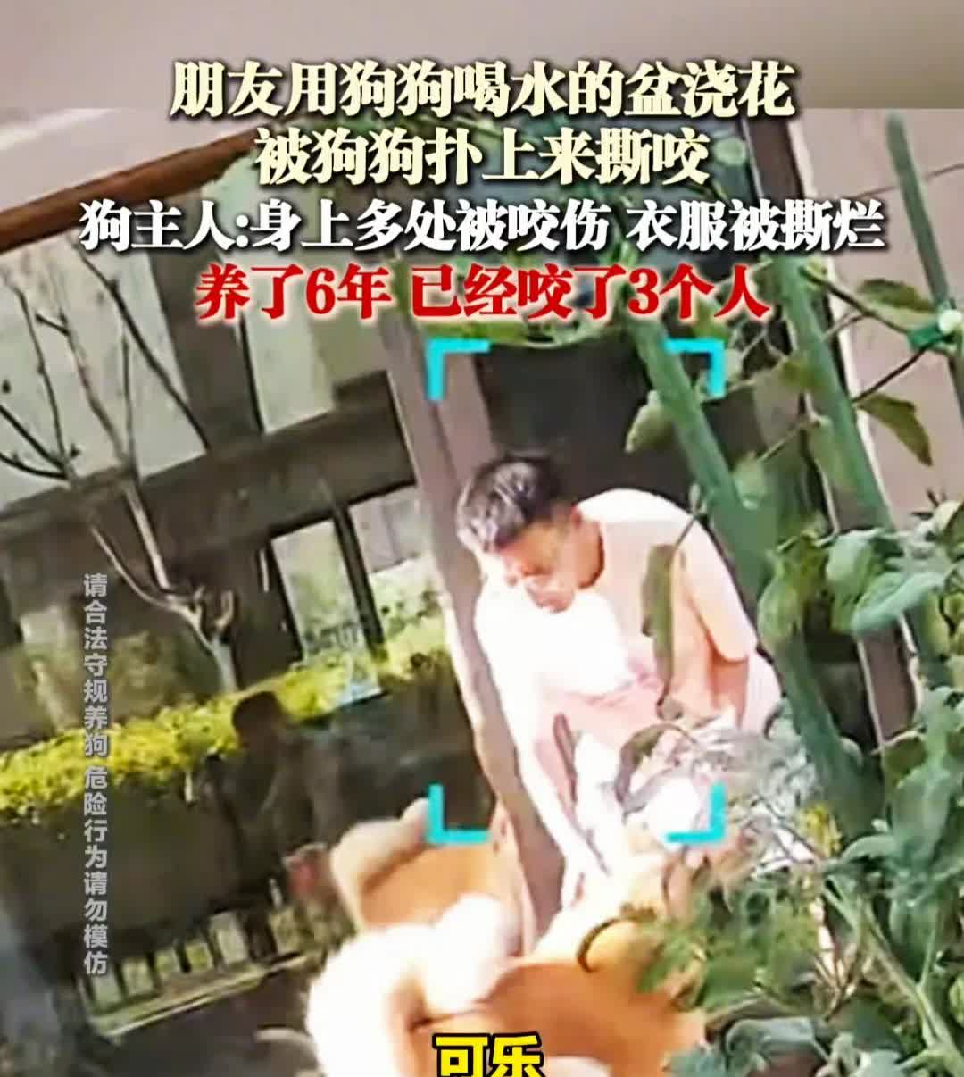男子用狗盆浇花被狗咬？——一般的狗不会这样，咬人的狗是日本品种“秋田犬”外