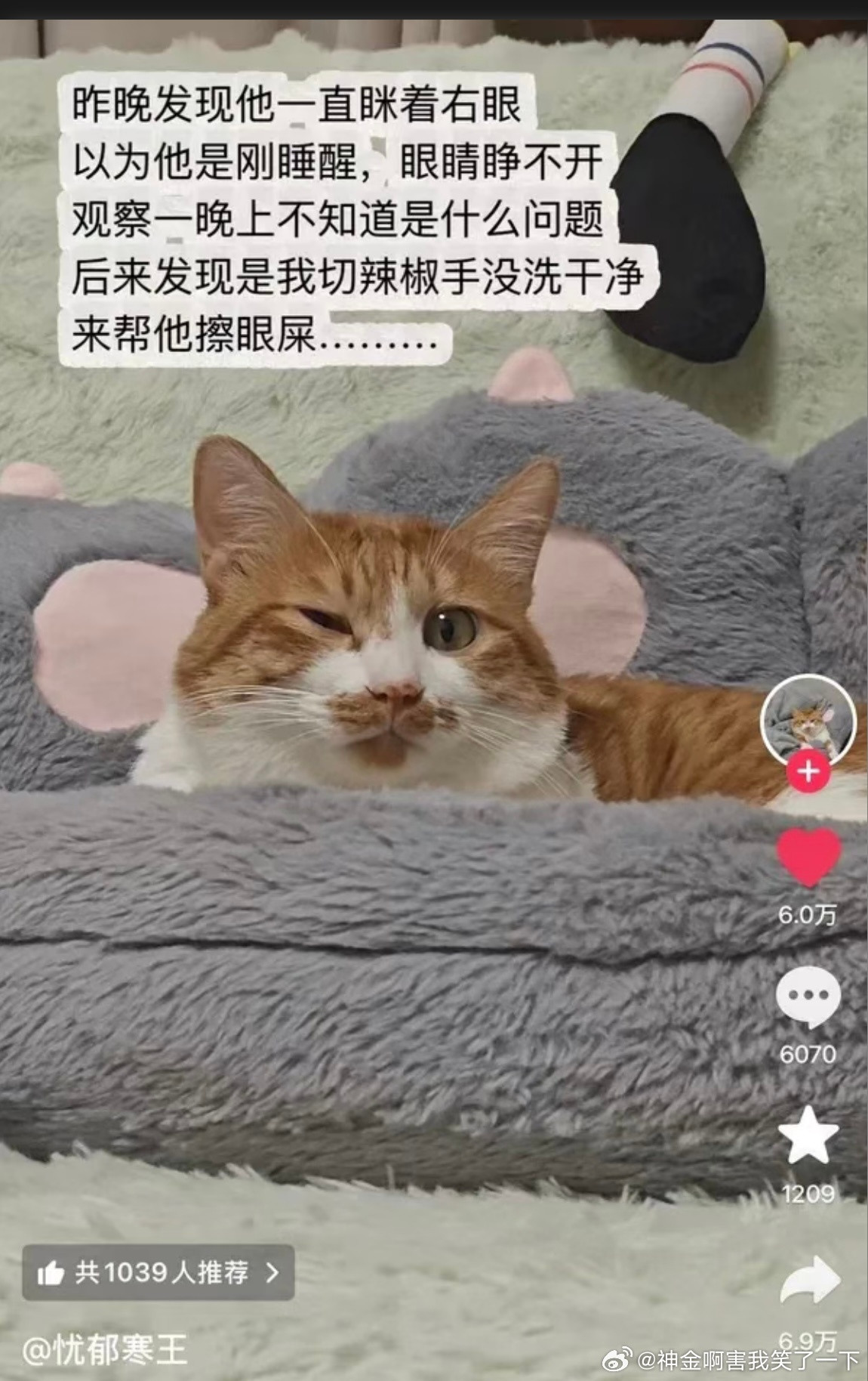 6429家里养宠物的注意了