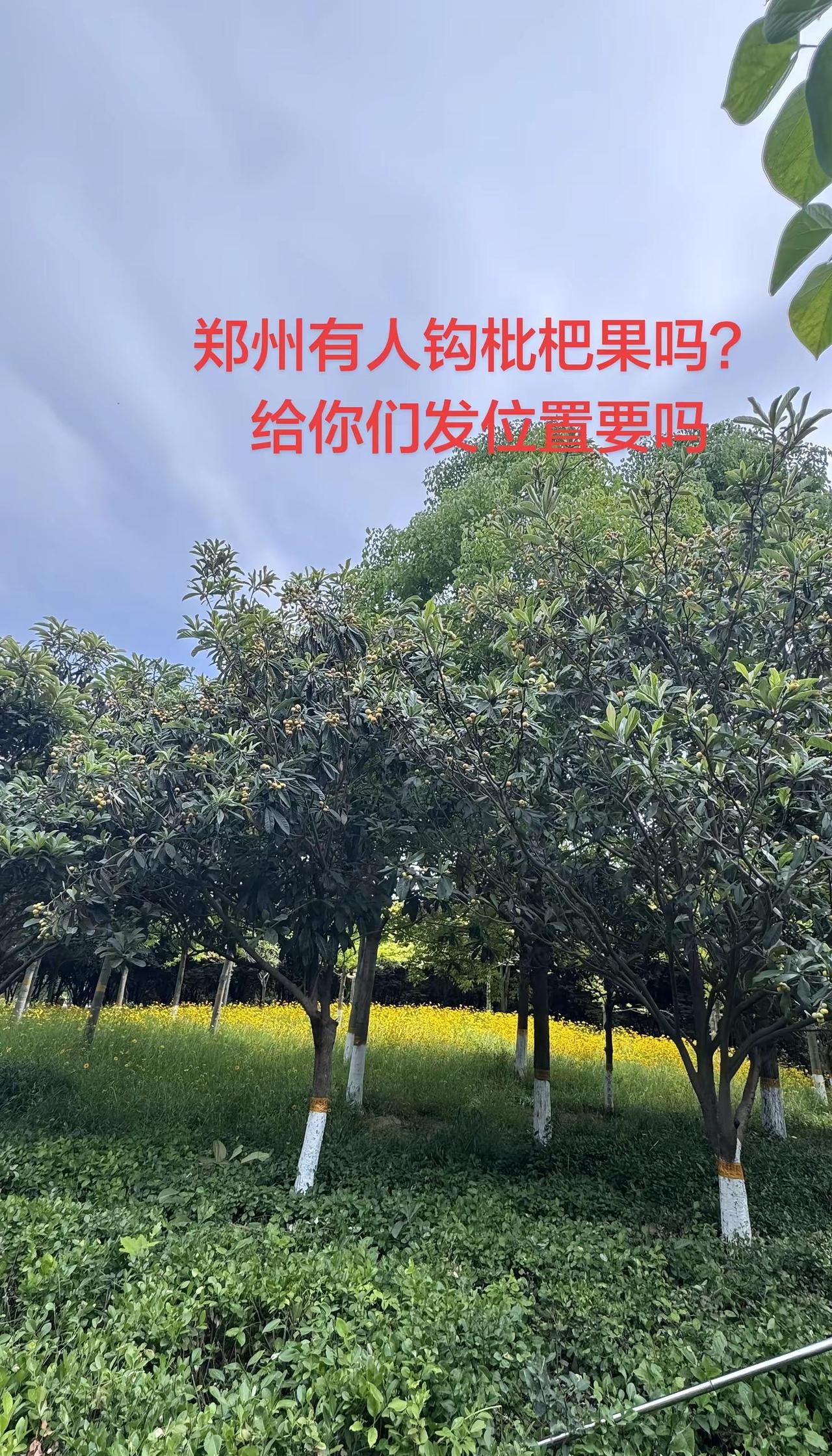 批把郑州有人钩枇杷果吗？给你们发位置要吗工人阿姨说领导果子快成熟了让两天一浇水