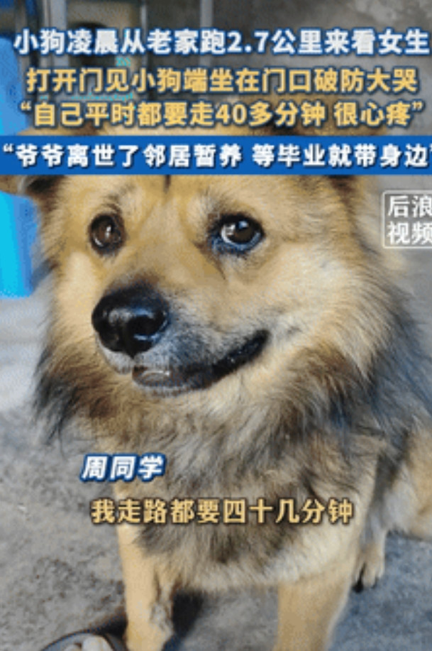 “万物皆有灵！”四川，一女孩凌晨被狗叫声惊醒，原来是爷爷离世前养了5年的狗狗，突