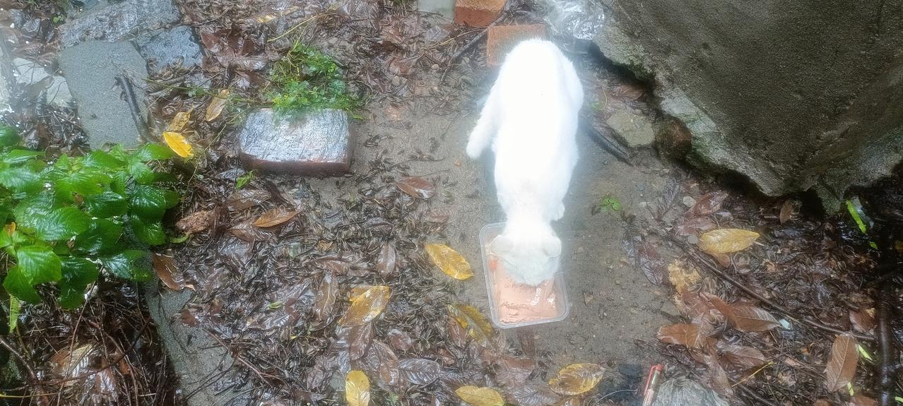 连续下了三天的雨，我没有出去遛狗，今天中午趁着雨小了，我赶紧牵着我家狗子出门，只