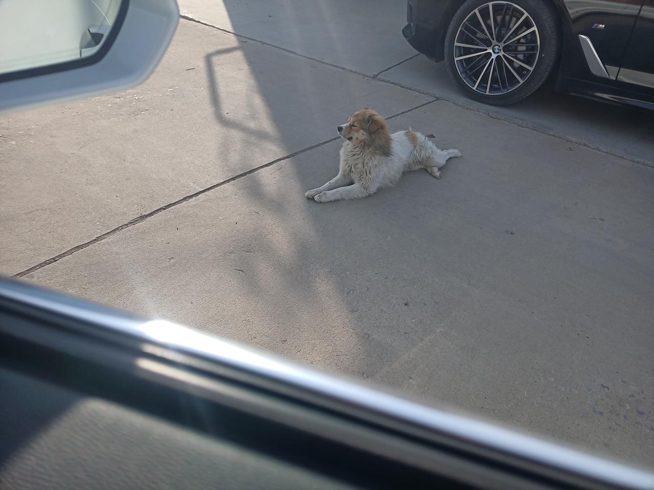 下班路上遇到一只可爱的狗狗，它慵懒地趴在路中间，对周边驶过的各种车辆都视而不见，