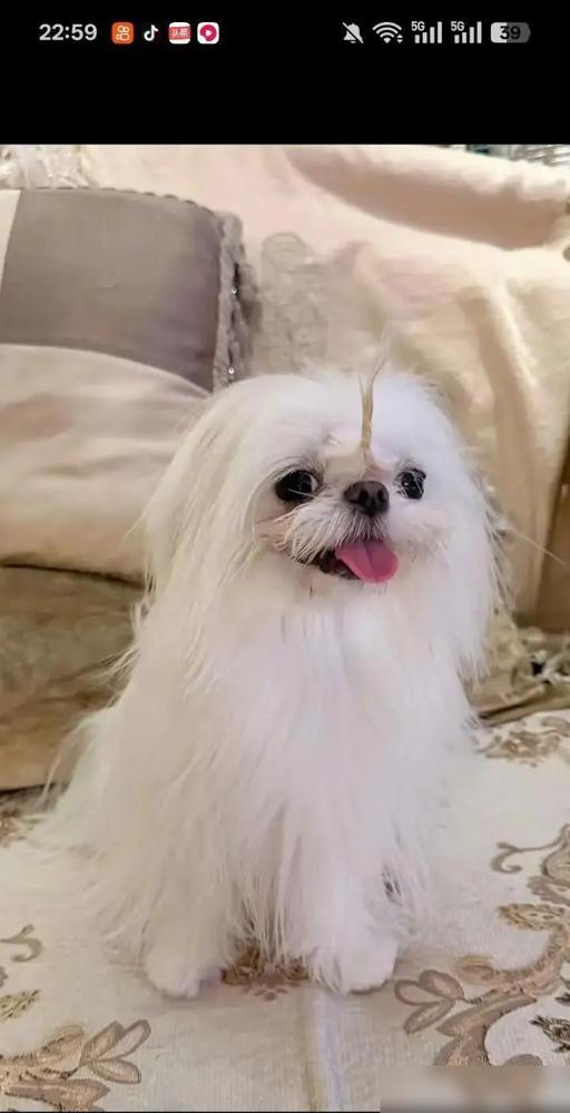 婚房已付款！鹿晗关晓彤低调锁死。朝阳区备案系统刚更新，俩人用公司名义买了套400