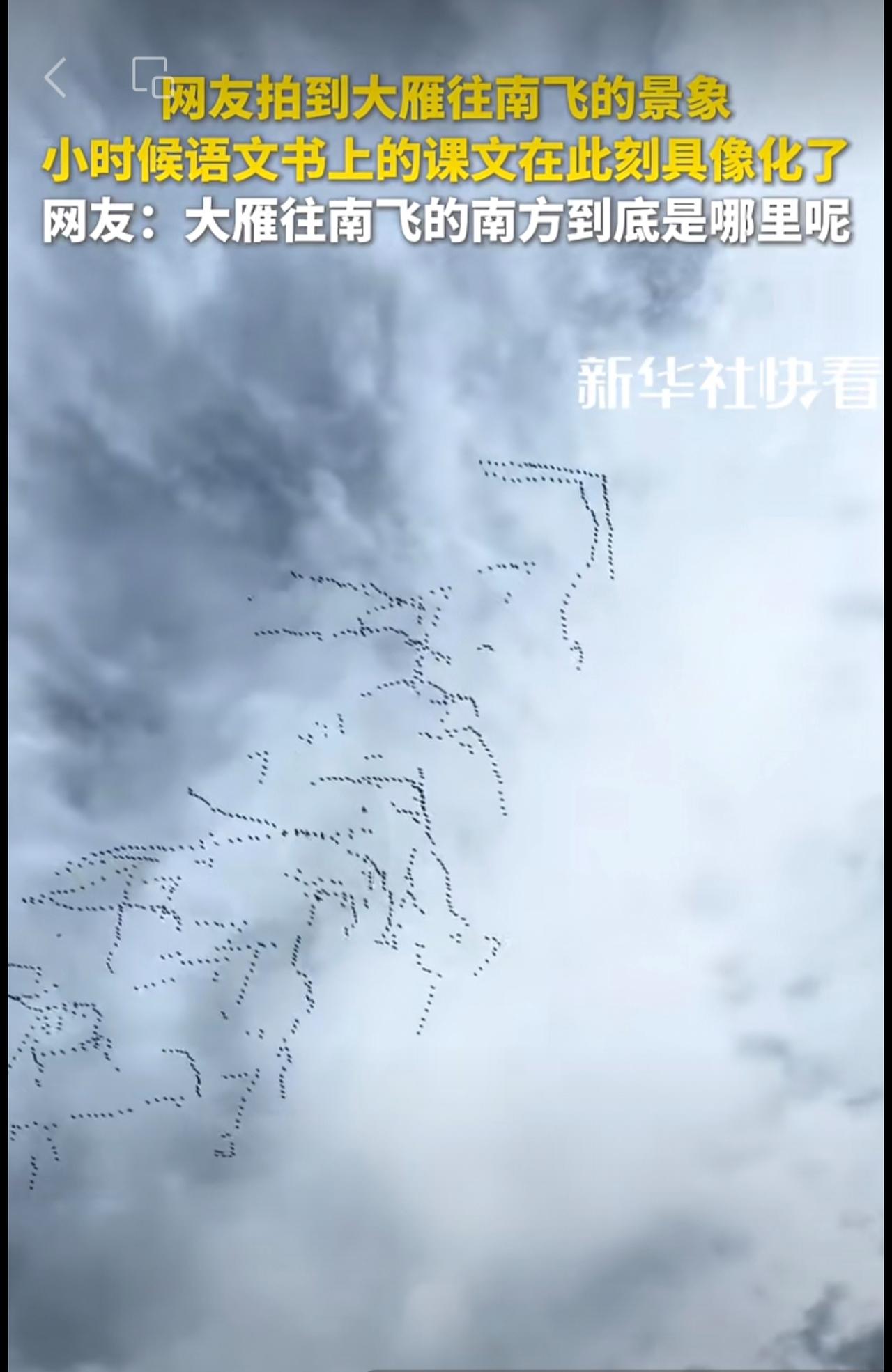 网友拍到大雁往南飞的景象，小时候语文书上的课文在此刻具像化了。网友：大雁往南飞的