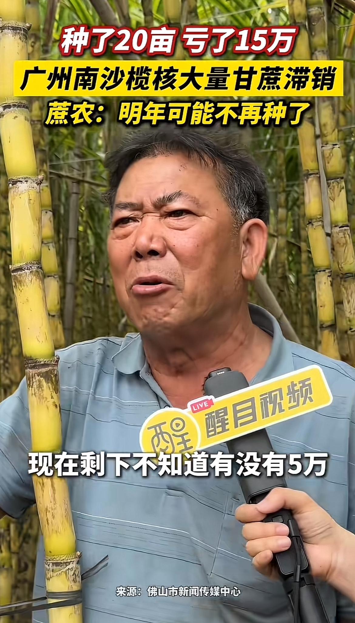 农民种甘蔗亏惨了，20亩甘蔗直接亏15万，这谁受得了啊！种甘蔗本就辛苦，从种植到
