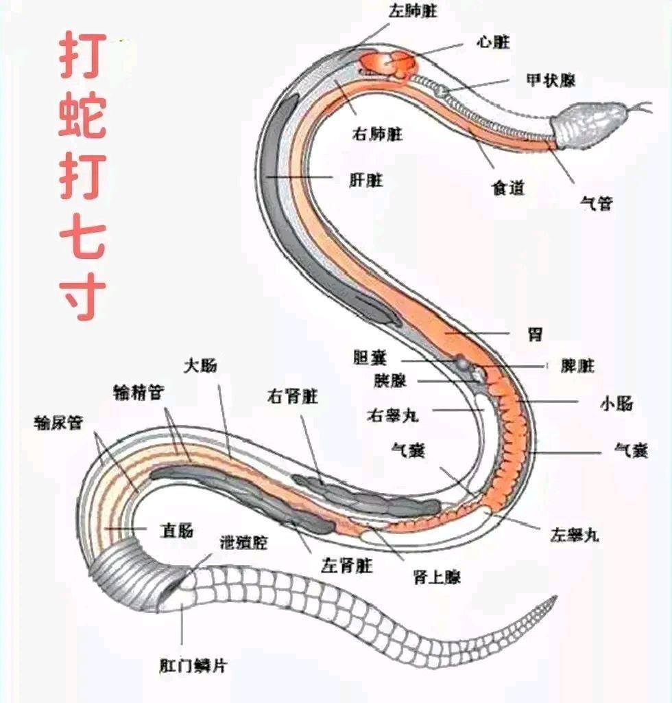 打蛇不打头！很多人不知道，野外遇到蛇时千万别打它的头，这样反而可能让自己陷入危险