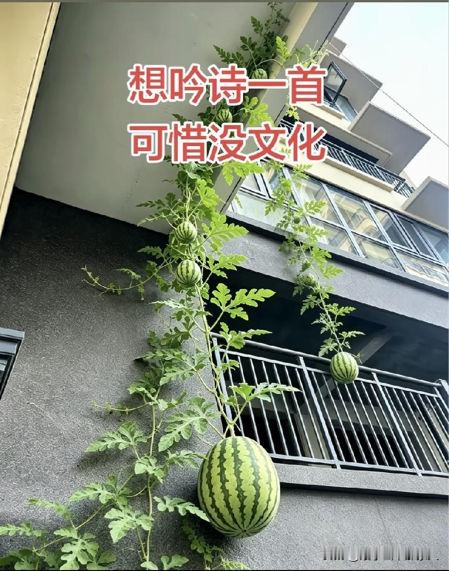 远看大西瓜，近看西瓜大。西瓜真是大，真是大西瓜。