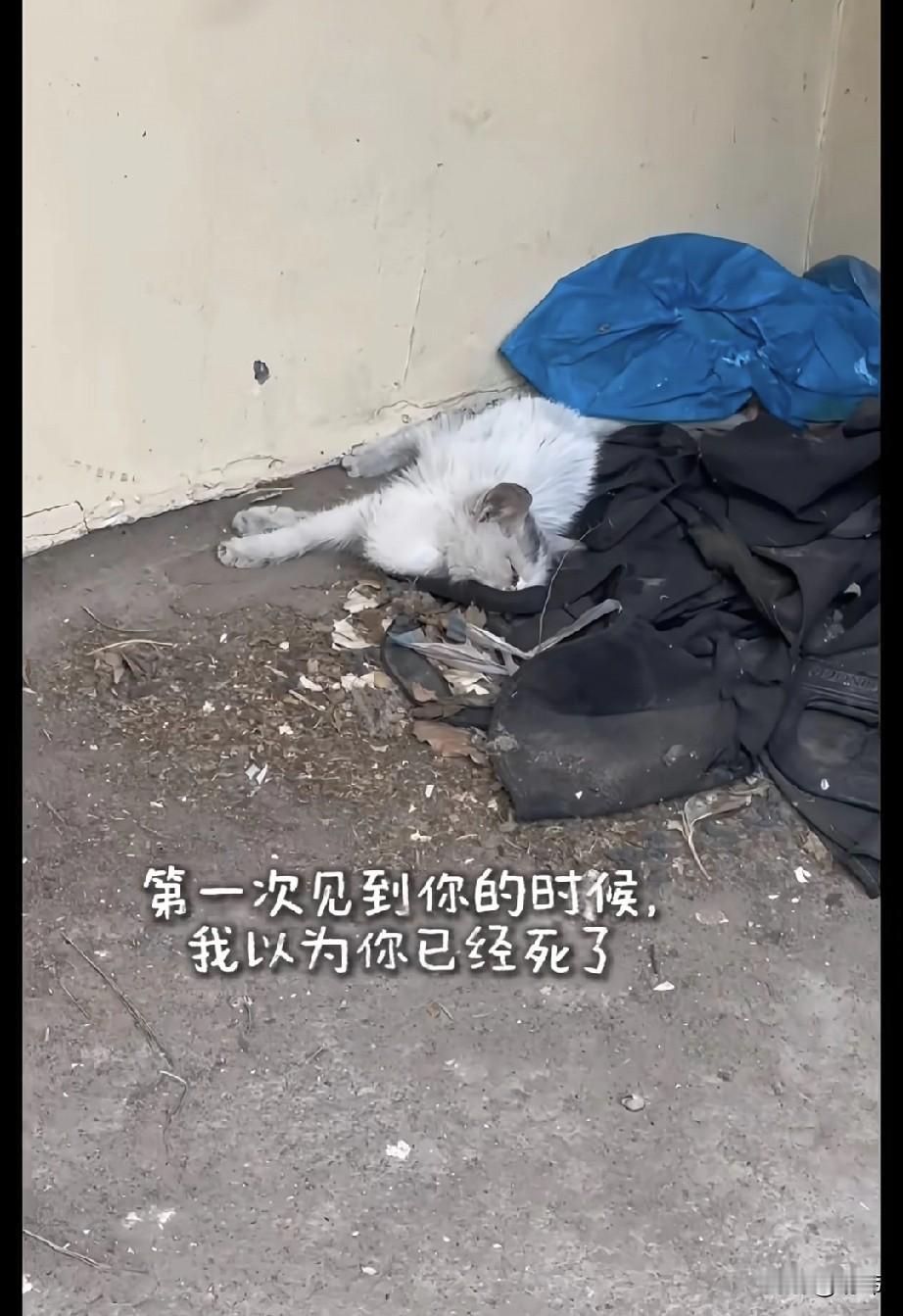 泪目了！这天一位小姐姐去散步，当她走到一个废弃的亭子的时候，看到角落有一只奄奄一